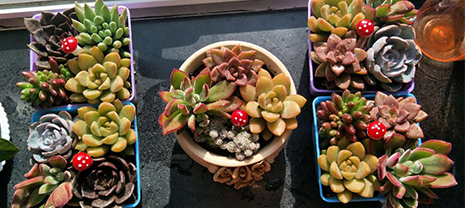 美化辦公環(huán)境 華能中天用綠色喜迎植樹節(jié)